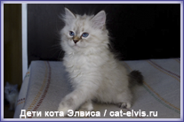 Невские маскарадные вязка