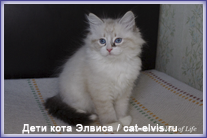 Невские маскарадные вязка