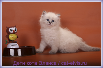 Невские маскарадные вязка