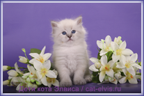 Невские маскарадные вязка