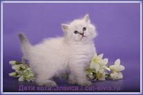 Невские маскарадные вязка