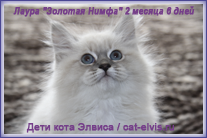 Невские маскарадные вязка
