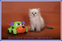 Невские маскарадные вязка