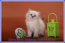 Невские маскарадные вязка