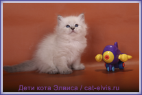 Невские маскарадные вязка