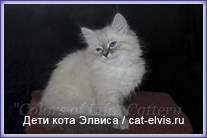 Невские маскарадные вязка