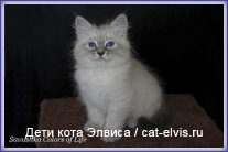 Невские маскарадные вязка