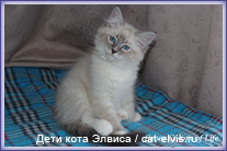 Невские маскарадные вязка