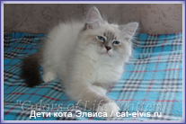 Невские маскарадные вязка