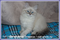 Невские маскарадные вязка