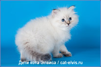 Невские маскарадные вязка