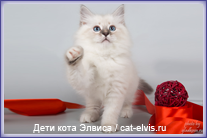 Невские маскарадные вязка