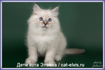 Невские маскарадные вязка