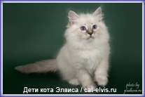 Невские маскарадные вязка