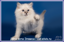 Невские маскарадные вязка