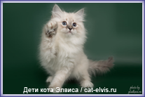 Невские маскарадные вязка