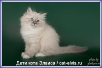 Невские маскарадные вязка