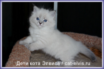 Невские маскарадные вязка