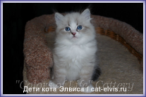 Невские маскарадные вязка