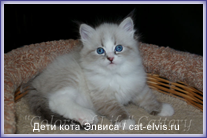 Невские маскарадные вязка