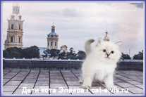 Невские маскарадные вязка