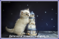 Невские маскарадные вязка
