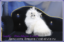 Невские маскарадные вязка