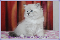 Невские маскарадные вязка