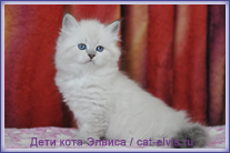 Невские маскарадные вязка