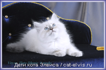 Невские маскарадные вязка