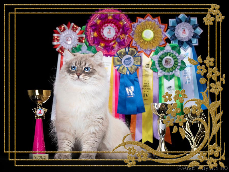 Фото Большого Международного Чемпиона Кокоса NevaKraski