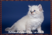 Невские маскарадные вязка