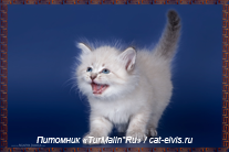 Невские маскарадные вязка