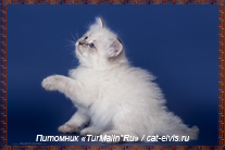 Невские маскарадные вязка
